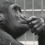 Primate thinking what is real