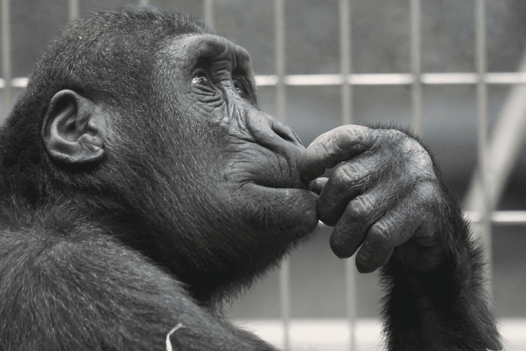 Primate thinking what is real