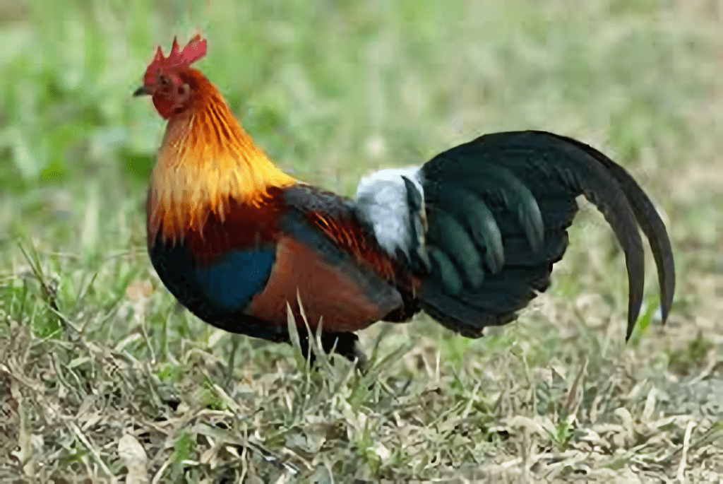 red-junglefowl